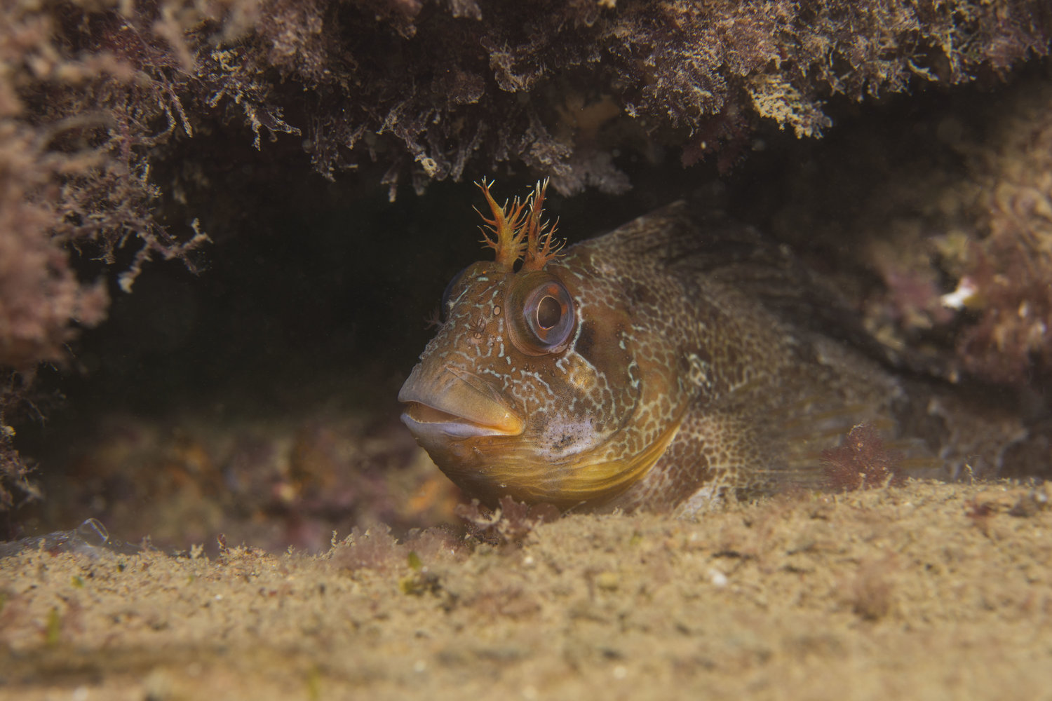 Tompot Blenny